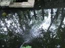 Reflet dans le bassin