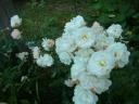 2005-rosier-ghislaine-de-feligonde.jpg