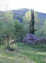 vue-du-jardin-vers-la-palissade-de-glycine.jpg