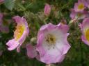 Roses kew-rambler dans les jardins