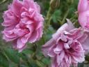 Roses pink grootendorst dans les jardins