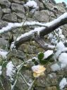 Jardins du Château du Pin sous la neige 4.