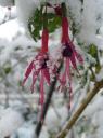 Les jardins du Château du Pin sous la neige