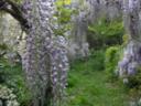 Jardins du Pin - Printemps 2011