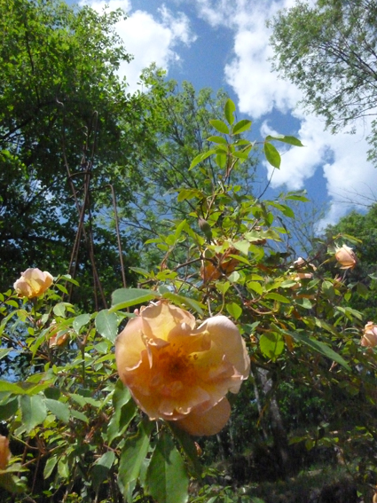 Jardins du Pin - Printemps 2011